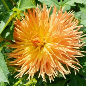 Dahlia Kaiwera Gold