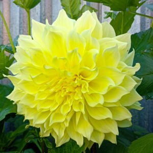 Dahlia Kelvin Floodlight