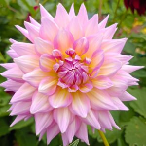 Dahlia Kidd's Climax