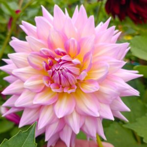 Alternative view of Dahlia Kidd's Climax