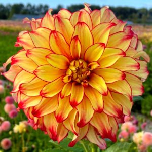 Alternative view of Dahlia Lady Darlene