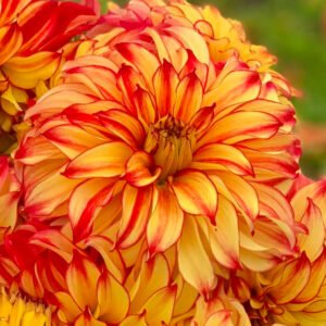 Dahlia Lady Darlene