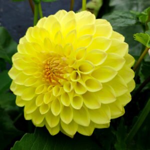 Dahlia Lady Linda
