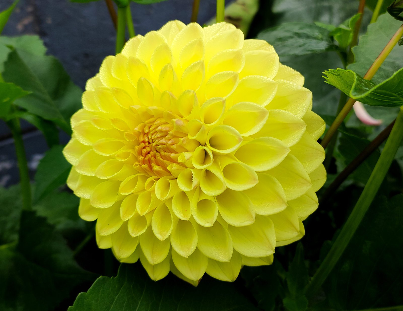 Dahlia Lady Linda