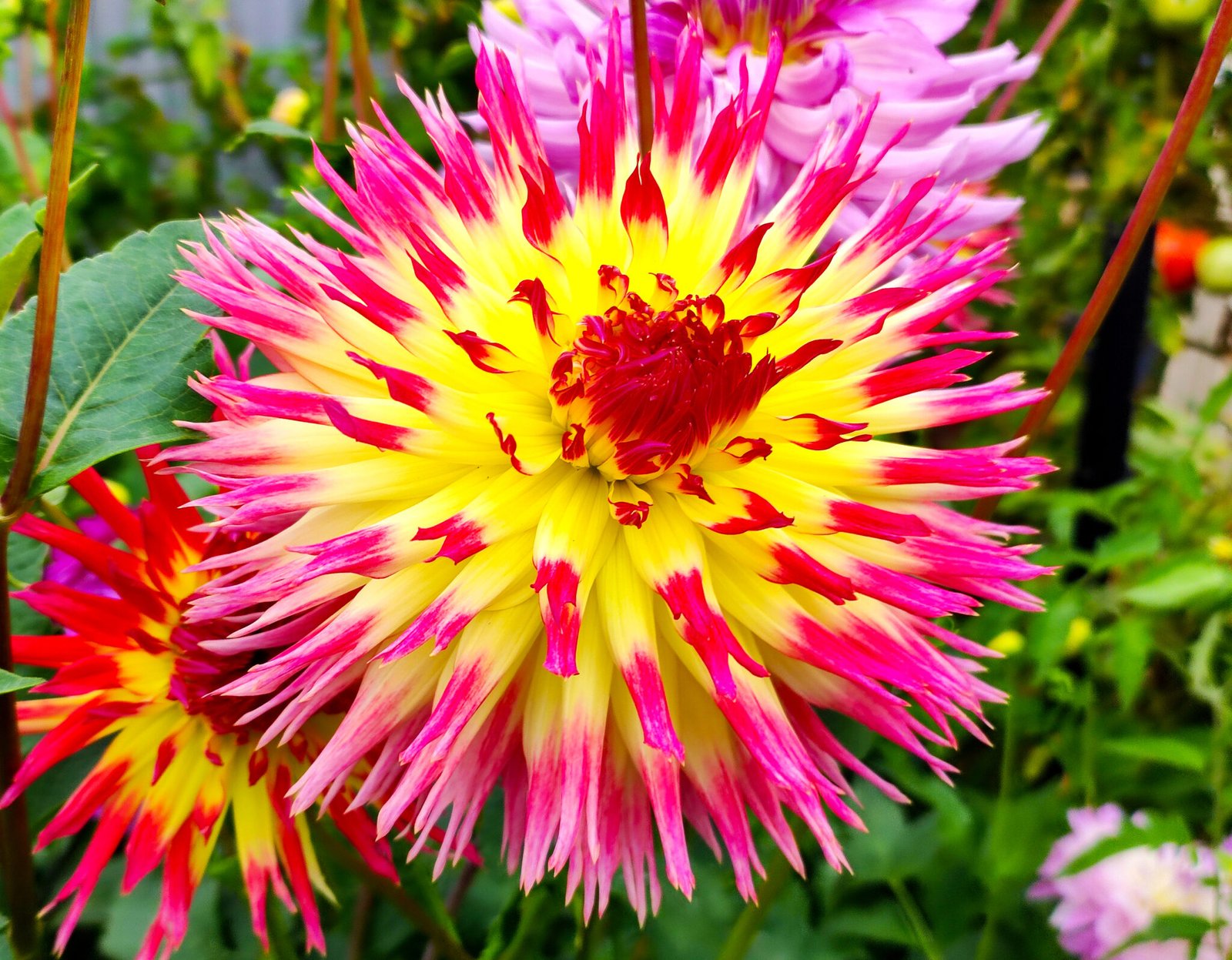 Dahlia Lindsay Michelle – dahliasnz.com