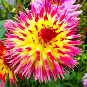 Dahlia Lindsay Michelle