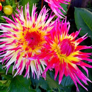 Alternative view of Dahlia Lindsay Michelle