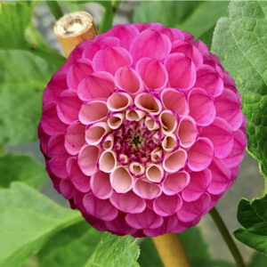 Dahlia Zippity Do Da