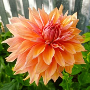 Alternative view of Dahlia Mango Madness