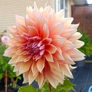 Dahlia Mango Madness