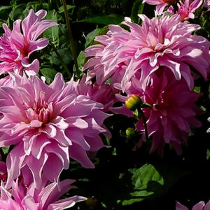 Dahlia Mayan Pearl