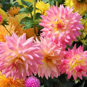 Alternative view of Dahlia Melody Gipsy