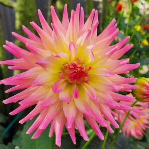 Dahlia Melody Gipsy