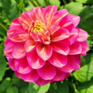Dahlia Milena Fleur
