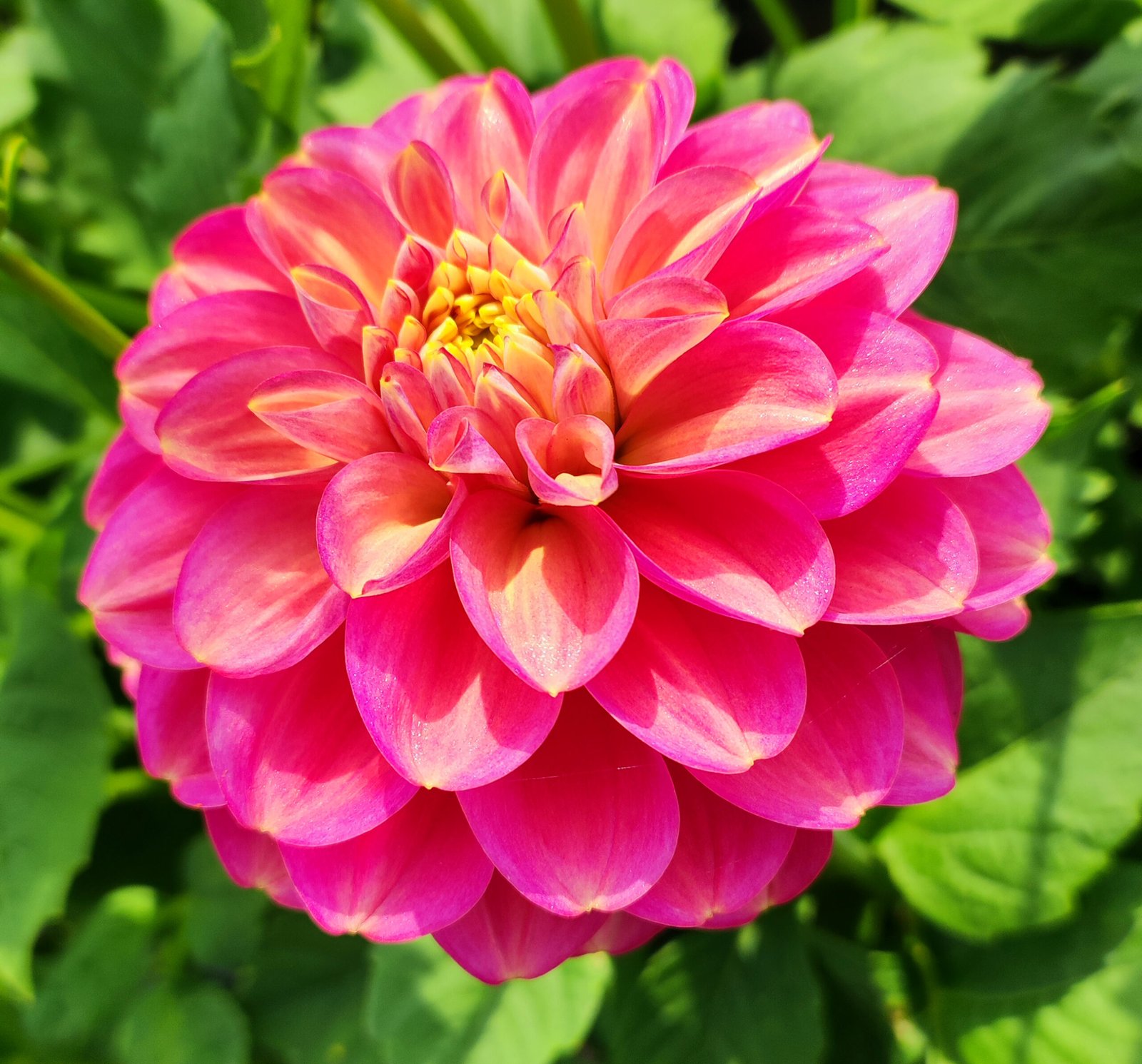 Dahlia Milena Fleur