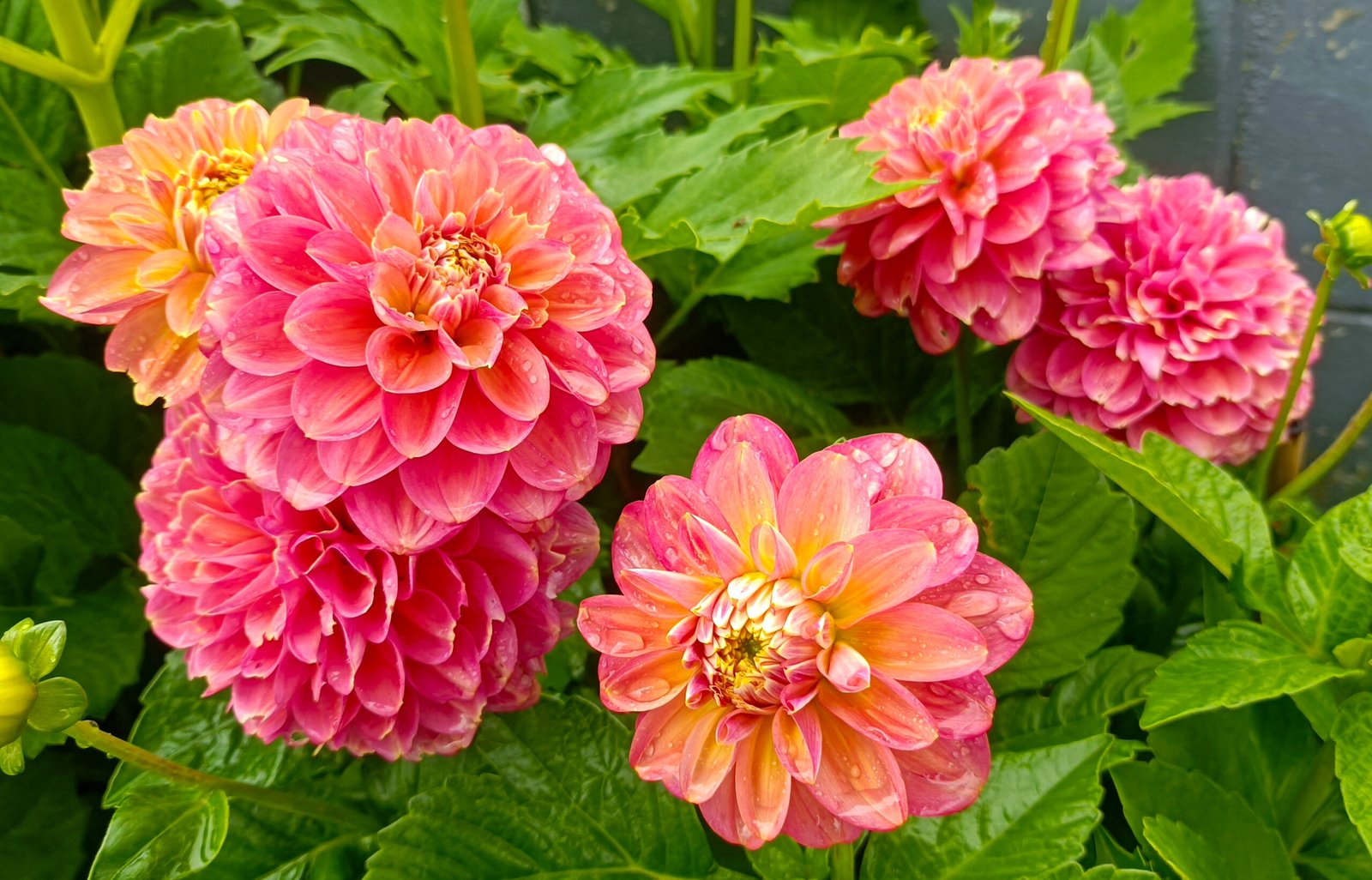 Dahlia Milena Fleur - Image 3