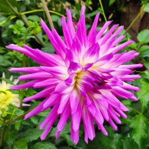 Alternative view of Dahlia Mingus Randy