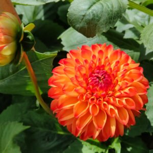 Alternative view of Dahlia Mirella