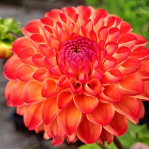 Dahlia Mirella