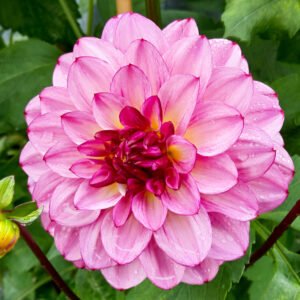 Dahlia Muchacha