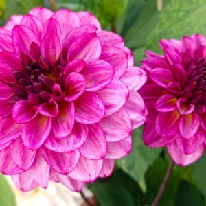 Alternative view of Dahlia Muchacha