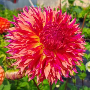 Dahlia Myrtle's Folly