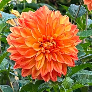 Dahlia Neon Splendor