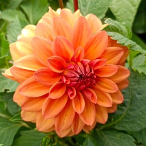 Dahlia Nicholas