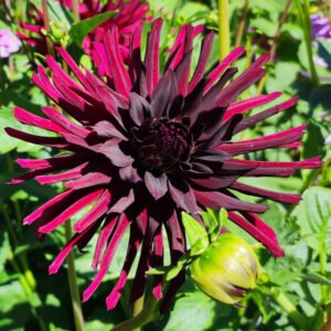 Alternative view of Dahlia Nuit d'Eté