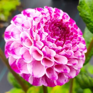 Dahlia Popeye