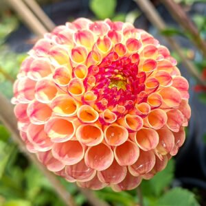 Dahlia Rosemary Dawn