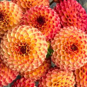 Alternative view of Dahlia Rosemary Dawn