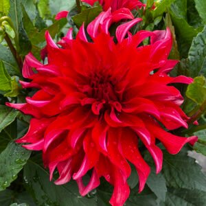 Dahlia Red Labyrinth