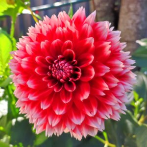 Dahlia Red and White Fubuki