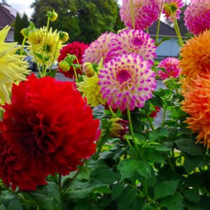 Alternative view of Dahlia Rhanna Tammy