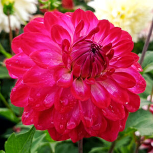 Dahlia Rural Raspberry