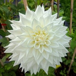 Dahlia Ryecroft Ice
