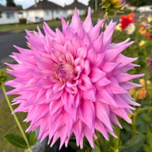 Alternative view of Dahlia Sir Alf Ramsey