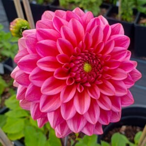 Dahlia Salmon Runner