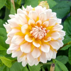 Dahlia Seattle