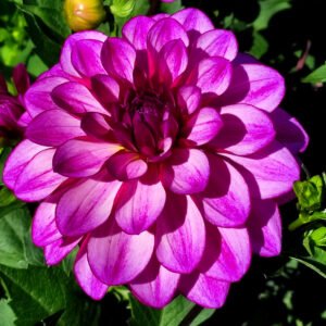 Dahlia Seduction