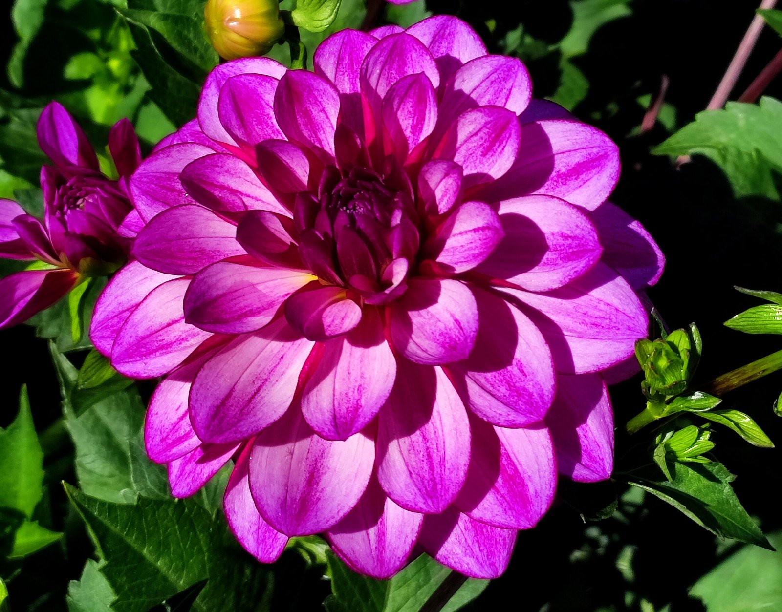 Dahlia Seduction