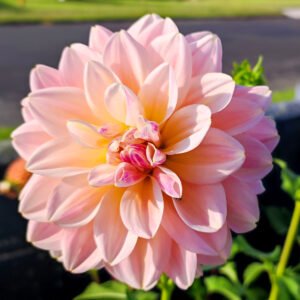 Dahlia Sheer Heaven
