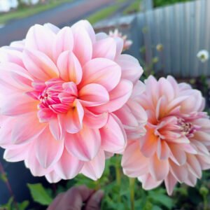 Alternative view of Dahlia Sheer Heaven