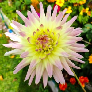 Alternative view of Dahlia Shooting Star