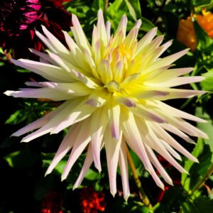 Dahlia Shooting Star