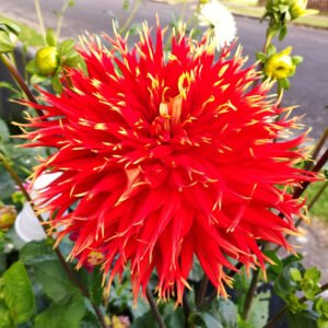 Dahlia Show 'n' Tell
