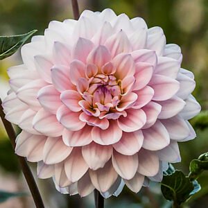 Dahlia Silver Years
