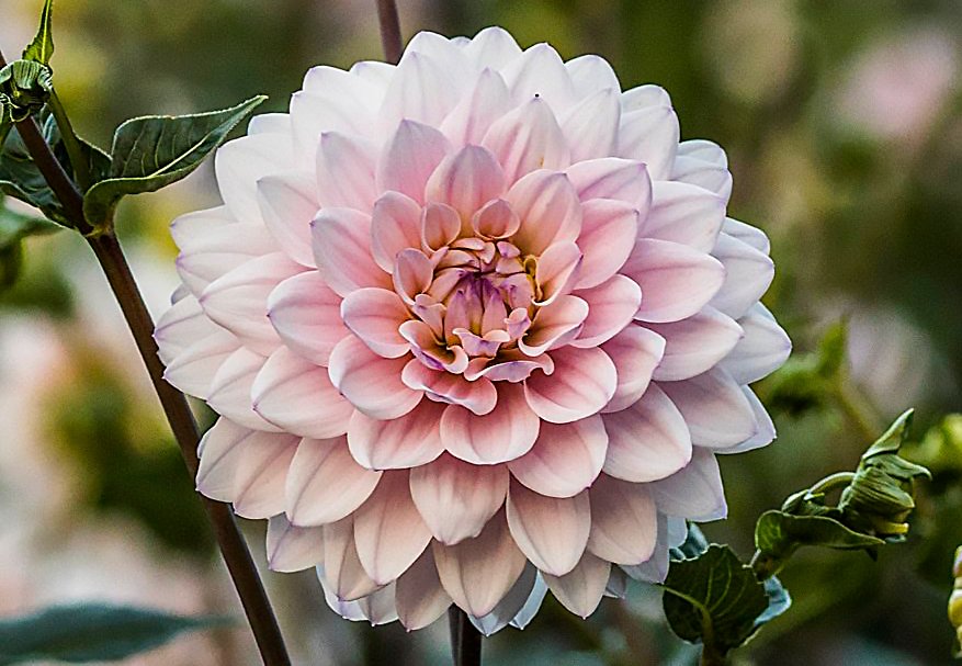 Dahlia Silver Years