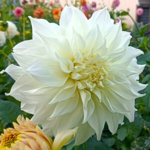 Alternative view of Dahlia Snowbound
